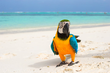 Cute bright colorful parrot on the white sand in the Maldives