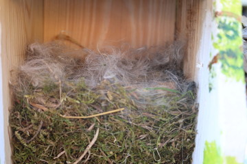 Vogelnest mit Federn