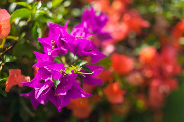 Fototapeta premium flowering bush in a park. tropical garden