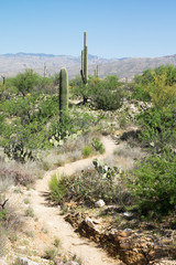 Trail in Saguaro National Park, Arizona, USA