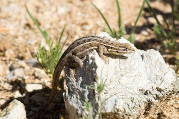 Slevin's Bunchgrass Lizard (Sceloporus slevini) basking on a roc