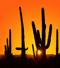 Silhouettes of giant cactus at sunset in Saguaro National Park, © Irina K.