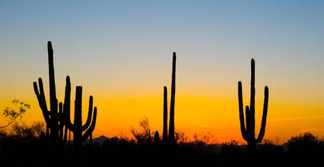 Fotobehang Landschap bij zonsondergang in Saguaro National Park, Arizona, USA © Irina K.