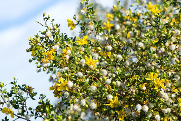 Blooming creosote bush (Larrea tridentata) against the sky