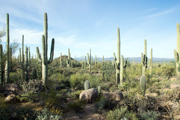 Paysages Parc national de Saguaro, Arizona, États-Unis