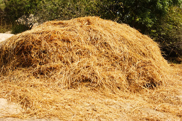 The straw background. Indian straw