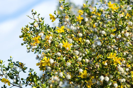 Blooming creosote bush (Larrea tridentata) against the sky © Irina K.