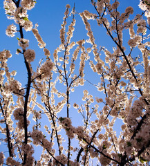 Flowering branches of trees in spring, on background the sky