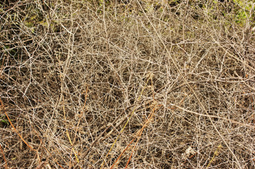 Prickly branches background, India