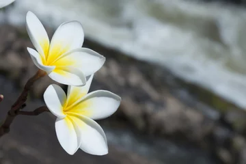 Foto op Canvas white flower © cupakabra