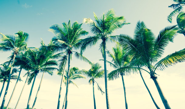 tropical vintage palm image.