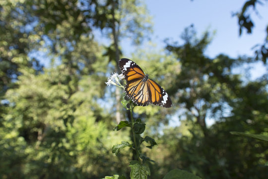 butterfly