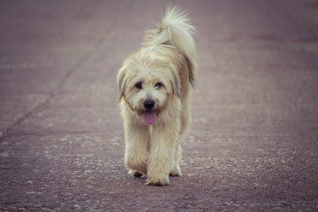 Dog walking alone on the road