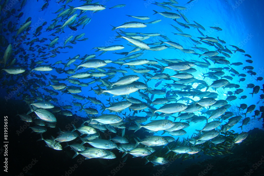 Canvas Prints school bigeye trevally fish (jacks)