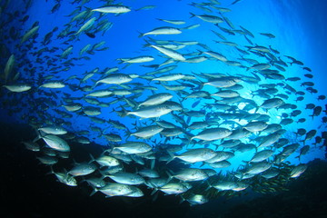 Fototapeta na wymiar School Bigeye Trevally fish (Jacks)