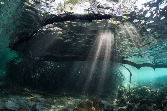 Beams of Light and Mangrove Underwater