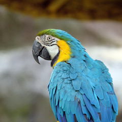  macaw parrot