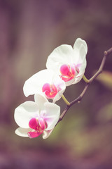 orchid flowers with filter effect retro vintage style