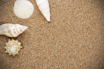 Seashells and sand