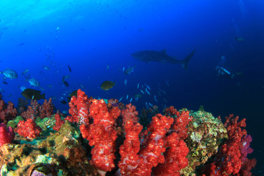 Coral reef, whale shark and scuba diver