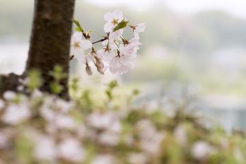サクラ　雨の朝