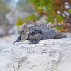 Island iguanas in wildlife. Cayo Largo