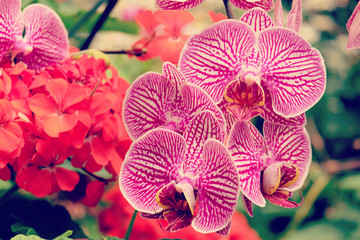 orchid flowers with filter effect retro vintage style