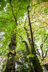 beautiful trees. nature green forest.