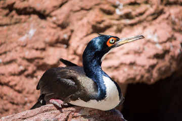Guanay Cormorant sitting on a rock