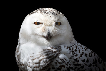 Female Snowy owl