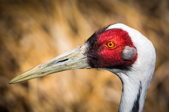 Portrait of  a male Sarus Crane