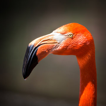 Fototapeta American flamingo portrait