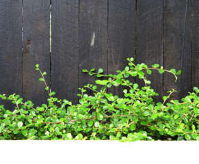 Ivy on wood