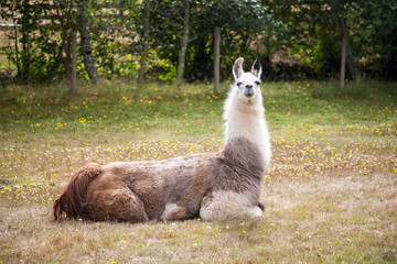 Llama on the meadow