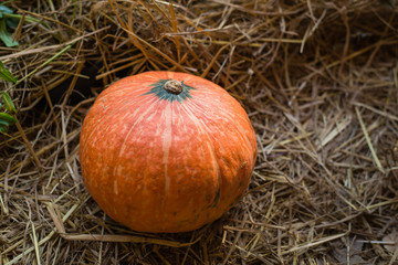 The great pumpkin orange, yellow and beautiful.