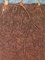 peat soil as a background