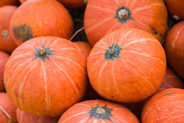 The great pumpkin orange, yellow and beautiful.