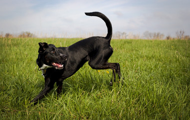 Black dog in green grassy field looking right