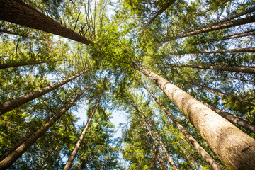 Fototapeta premium beautiful trees. nature green forest.