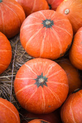 The great pumpkin orange, yellow and beautiful.