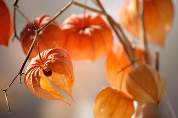 Closeup of delicate physalis flowers
