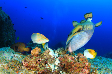 Titan Triggerfish and Wrasse feeding on coral