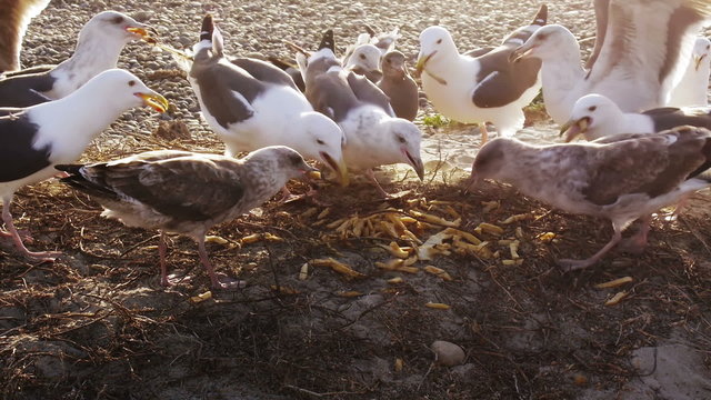 Seagulls Eat French Fries at Beach 