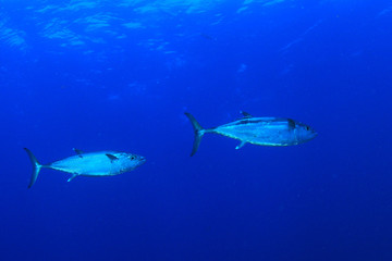 Tuna fish in Ocean