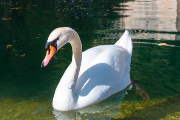 Cygne