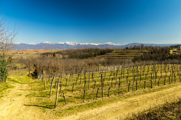 Obraz premium Vineyard in early spring