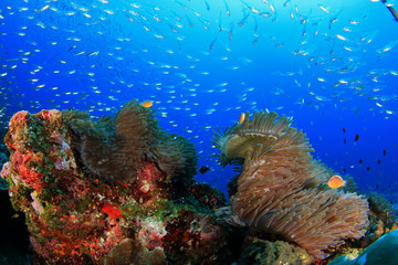 Obraz na płótnie Canvas Coral Reef Underwater