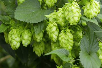 Green hops