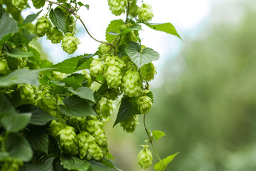 Green hops