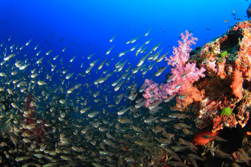 Fototapeta na wymiar Coral and Fish underwater